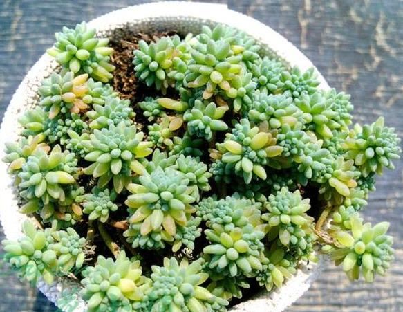 喜欢养多肉就选此5种,阳台盆栽轻松"溢出来",好看又好养 喜欢养多肉就选此5种,阳台盆栽轻松"溢出来",好看又好养