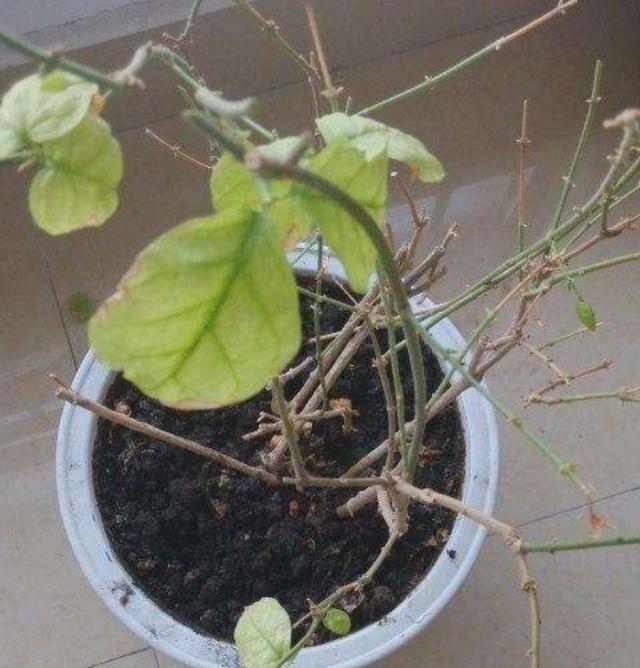 茉莉冬天落叶不用担心，早春给它做好这几点，植株长得更茂盛