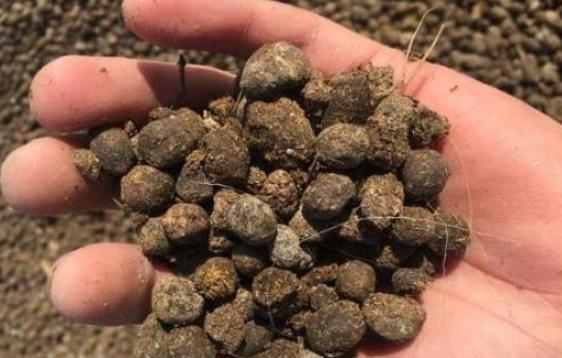 养殖花草如何预防烂根、虫害?往土里掺上它们,植物越长越旺 养殖花草如何预防烂根、虫害?往土里掺上它们,植物越长越旺