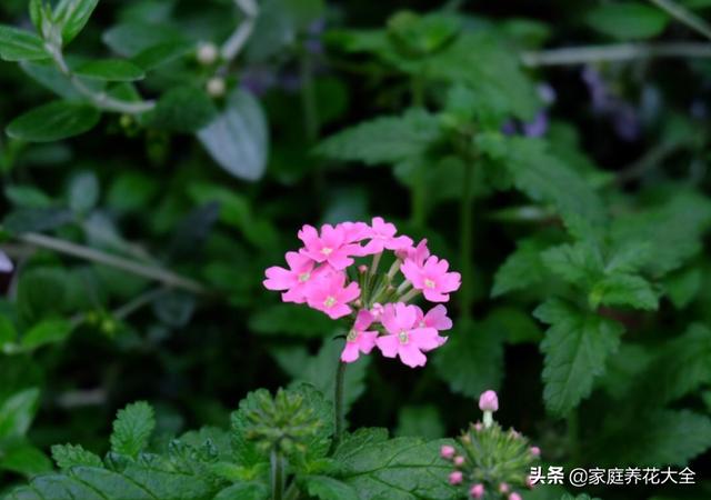 新手养护美女樱，4点要看看，花开满满真好看