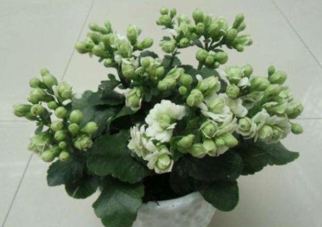 长寿花长幼芽、下崽子怎么办？掌握3 个关键，秋天家里变花海