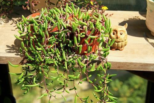 紫玄月养成瀑布时间短,春天做好3点,红的、紫的、绿的真惹眼 紫玄月养成瀑布时间短,春天做好3点,红的、紫的、绿的真惹眼