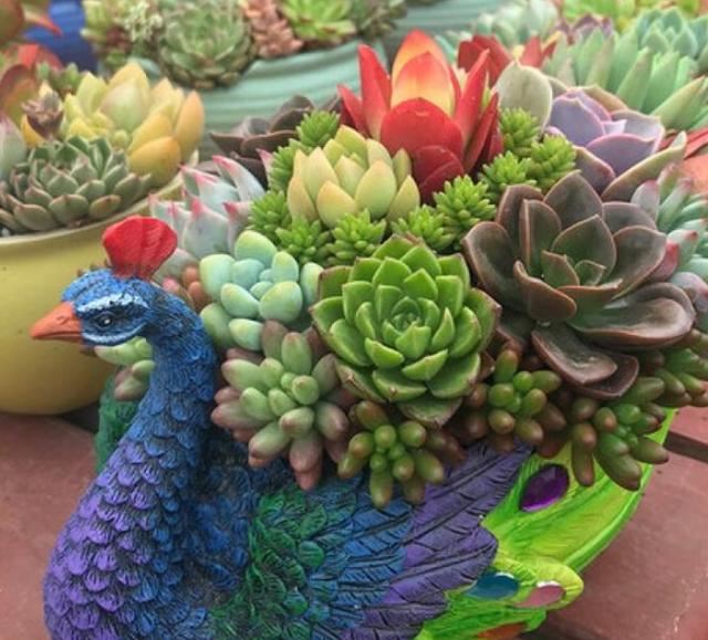 如何管理姬胧月?盆栽多注意4点,叶片轻易染上"女儿红" 如何管理姬胧月?盆栽多注意4点,叶片轻易染上"女儿红"