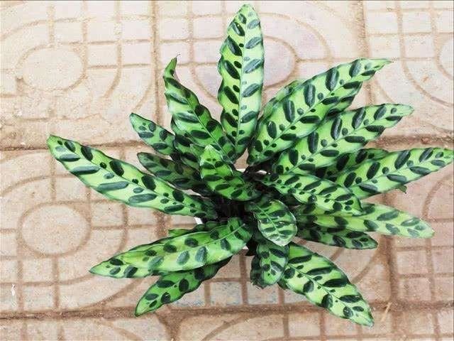 孔雀竹芋换盆并不难，做好这几方面，就能让植株快速服盆，长势旺