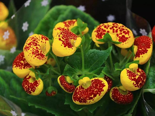 冬天5种花别乱喷水，否则易烂茎枯死，分分钟挂掉