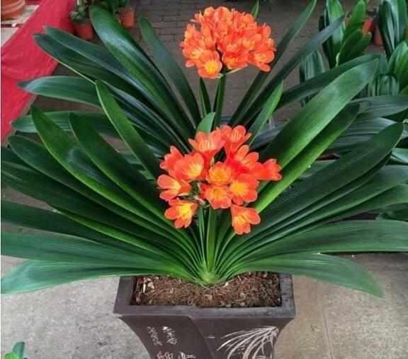 给君子兰加点营养,长出大白根开花呼呼旺,开花也多了 给君子兰加点营养,长出大白根开花呼呼旺,开花也多了