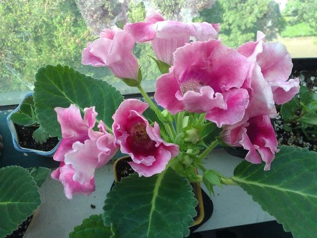 3种喜阴花，放在北阳台，少晒太阳，少管它，清清爽爽开满花