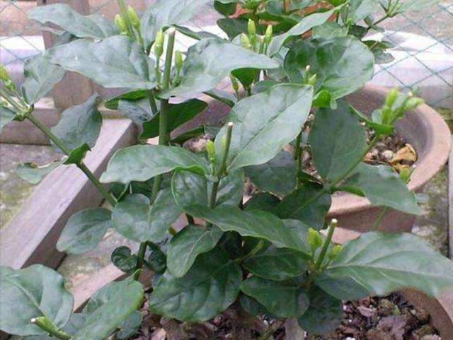 茉莉冬天落叶不用担心，早春给它做好这几点，植株长得更茂盛