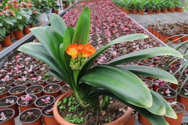 给君子兰加点营养,长出大白根开花呼呼旺,开花也多了 给君子兰加点营养,长出大白根开花呼呼旺,开花也多了