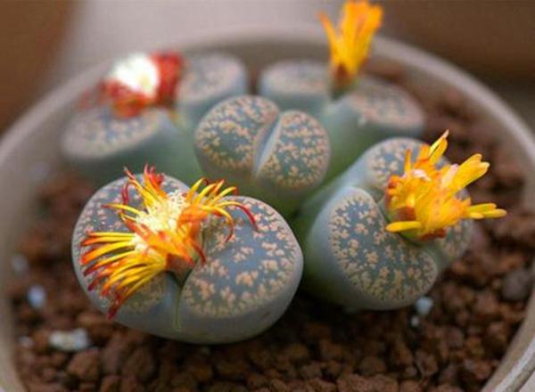 土壤板结原因多,逐个分析全解决,硬土壤变成营养土 土壤板结原因多,逐个分析全解决,硬土壤变成营养土