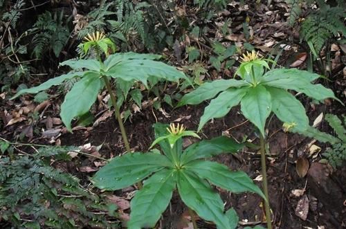 长在竹林里的“1野草”,看到别拔掉,很珍贵,好几百1斤 长在竹林里的“1野草”,看到别拔掉,很珍贵,好几百1斤