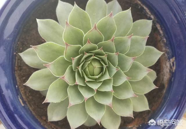 观音莲颜色由嫩绿变成灰绿,怎么了? 观音莲颜色由嫩绿变成灰绿,怎么了?