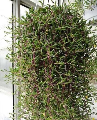 3种多肉植物,放于窗边养护或挂于空中,都容易长成绿珠帘 3种多肉植物,放于窗边养护或挂于空中,都容易长成绿珠帘