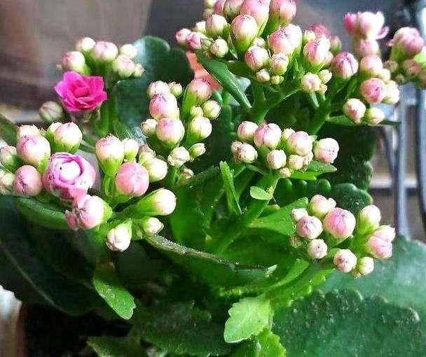 花多多2号、磷酸二氢钾，哪个“促花效果好”，看养花达人怎么说
