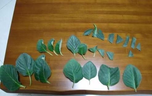 3种喜阴花，放在北阳台，少晒太阳，少管它，清清爽爽开满花