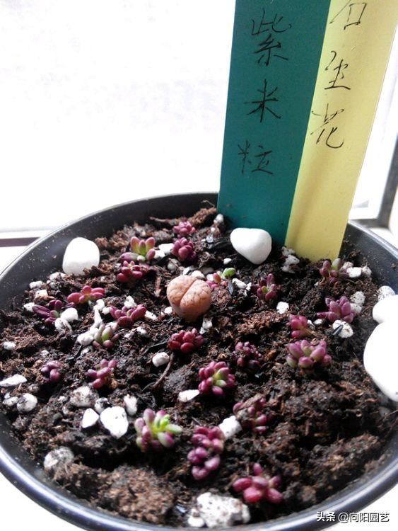 紫米粒“最好养”,新手也能养活,皮实易爆盆,2个月长满花盆 紫米粒“最好养”,新手也能养活,皮实易爆盆,2个月长满花盆