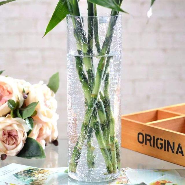 水养富贵竹总“黄叶”?避开5个“小忌讳”,养多久都绿油油 水养富贵竹总“黄叶”?避开5个“小忌讳”,养多久都绿油油