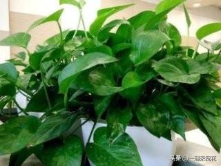 用淘米水养花到底有什么好处？有什么用处，不会把花养死吗