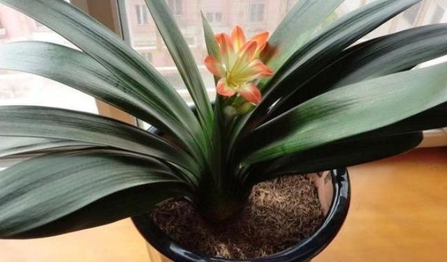 养殖花草如何预防烂根、虫害?往土里掺上它们,植物越长越旺 养殖花草如何预防烂根、虫害?往土里掺上它们,植物越长越旺