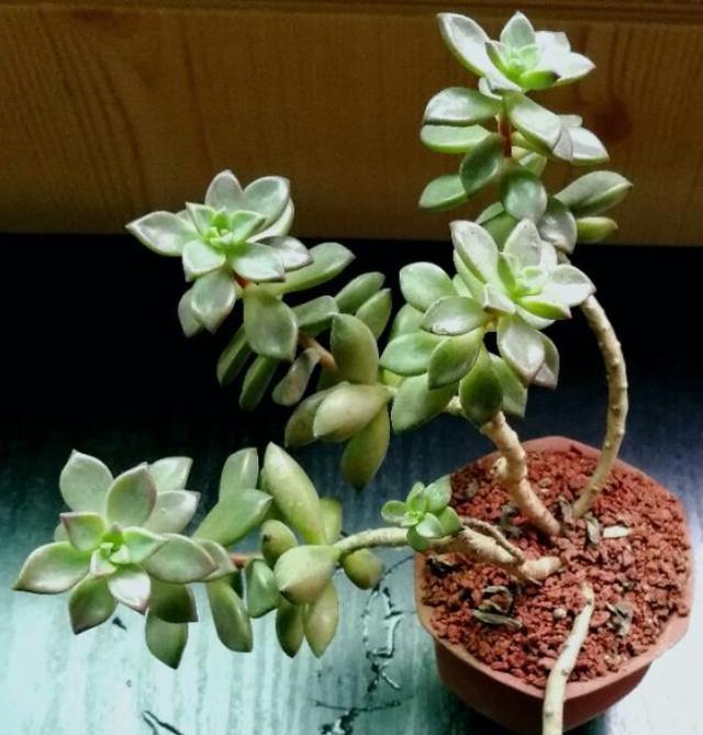 如何管理姬胧月?盆栽多注意4点,叶片轻易染上"女儿红" 如何管理姬胧月?盆栽多注意4点,叶片轻易染上"女儿红"