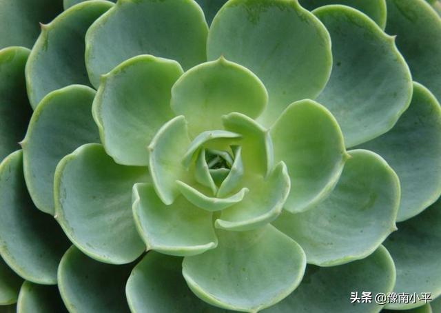 观音莲颜色由嫩绿变成灰绿,怎么了? 观音莲颜色由嫩绿变成灰绿,怎么了?