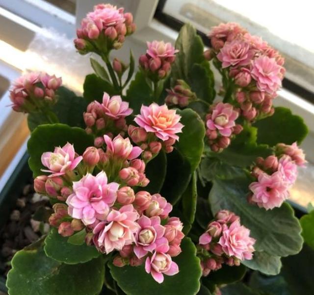 长寿花长幼芽、下崽子怎么办？掌握3 个关键，秋天家里变花海