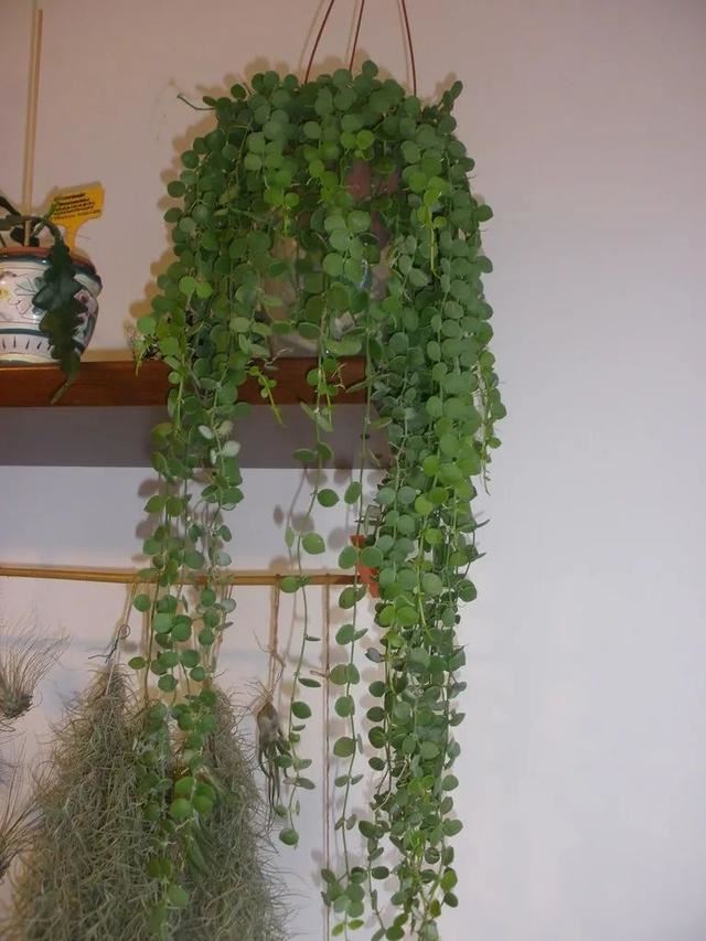 适合养成窗台吊盆的7种多肉植物,给散射光就能生长 适合养成窗台吊盆的7种多肉植物,给散射光就能生长