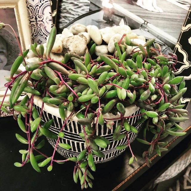 紫玄月养成瀑布时间短,春天做好3点,红的、紫的、绿的真惹眼 紫玄月养成瀑布时间短,春天做好3点,红的、紫的、绿的真惹眼