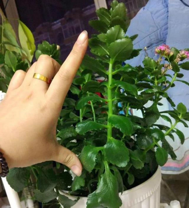 长寿花长幼芽、下崽子怎么办？掌握3 个关键，秋天家里变花海