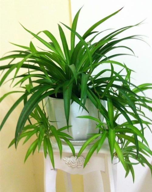 春季养花施肥有4个“坑”不能踩,不然发挥不了肥效,还把花养死 春季养花施肥有4个“坑”不能踩,不然发挥不了肥效,还把花养死