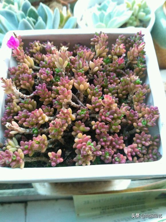 紫米粒“最好养”,新手也能养活,皮实易爆盆,2个月长满花盆 紫米粒“最好养”,新手也能养活,皮实易爆盆,2个月长满花盆