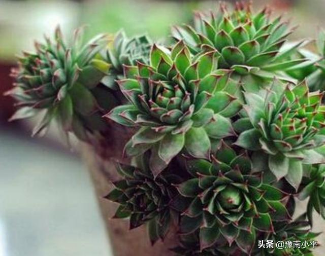 观音莲颜色由嫩绿变成灰绿,怎么了? 观音莲颜色由嫩绿变成灰绿,怎么了?