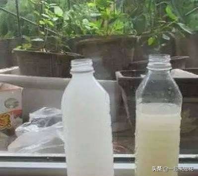 用淘米水养花到底有什么好处？有什么用处，不会把花养死吗
