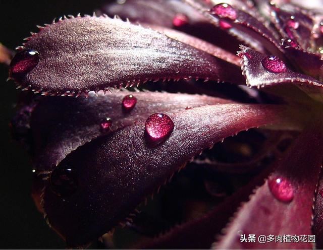 黑法师春季要这样养，不愁养不好