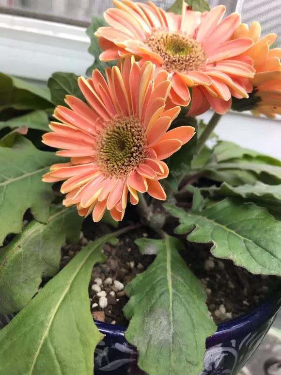 冬天5种花别乱喷水，否则易烂茎枯死，分分钟挂掉