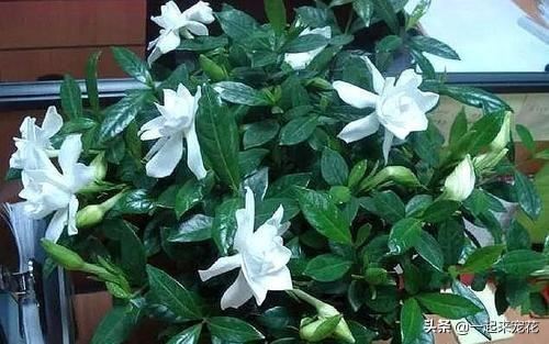用淘米水养花到底有什么好处？有什么用处，不会把花养死吗