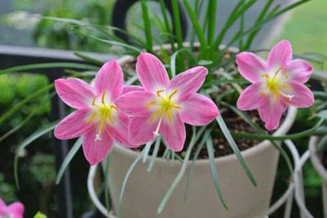 土壤板结原因多,逐个分析全解决,硬土壤变成营养土 土壤板结原因多,逐个分析全解决,硬土壤变成营养土