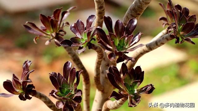 黑法师春季要这样养，不愁养不好