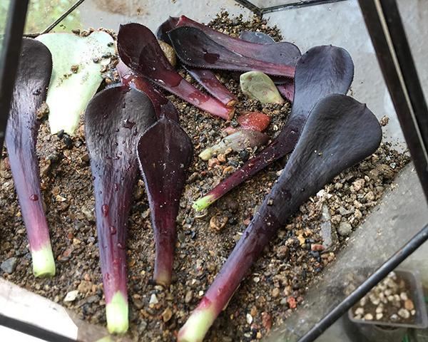 家里养的多肉太多了,做盆景的话,没有一盆黑法师真遗憾 家里养的多肉太多了,做盆景的话,没有一盆黑法师真遗憾