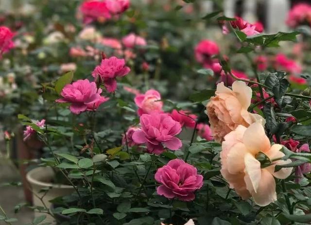 如何打理月季多开花?从4方面下手,花朵量多、个大、色艳 如何打理月季多开花?从4方面下手,花朵量多、个大、色艳