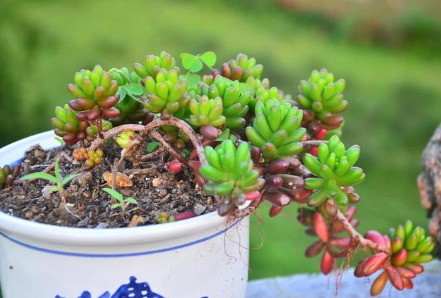 这多肉很神奇会变色，看着不起眼却值得入手，名叫虹之玉