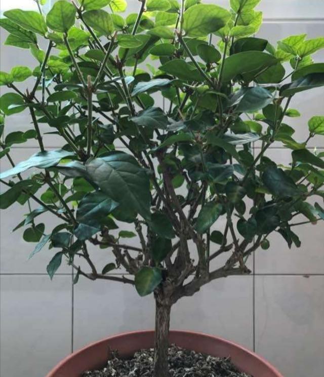 茉莉冬天落叶不用担心，早春给它做好这几点，植株长得更茂盛