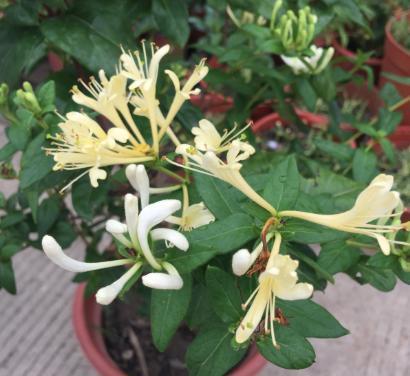 盆栽金银花,养护注意“3件事”,枝干粗壮侧芽多,年年开花爆盆 盆栽金银花,养护注意“3件事”,枝干粗壮侧芽多,年年开花爆盆