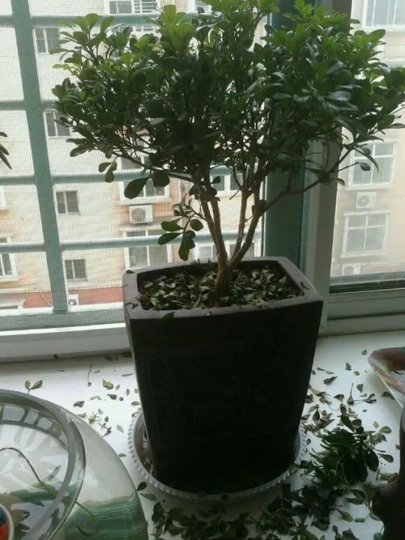 花儿买回来就掉花苞、枯萎，4点做好，养一盆活一盆！