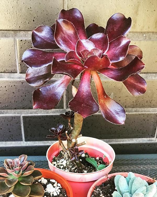 家里养的多肉太多了,做盆景的话,没有一盆黑法师真遗憾 家里养的多肉太多了,做盆景的话,没有一盆黑法师真遗憾