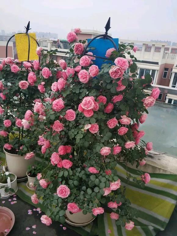 花儿买回来就掉花苞、枯萎，4点做好，养一盆活一盆！