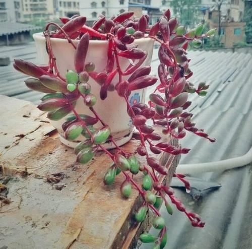 紫玄月养成瀑布时间短,春天做好3点,红的、紫的、绿的真惹眼 紫玄月养成瀑布时间短,春天做好3点,红的、紫的、绿的真惹眼