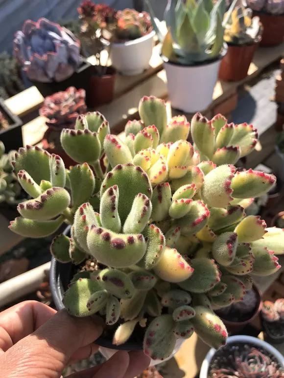 冬天5种花别乱喷水，否则易烂茎枯死，分分钟挂掉