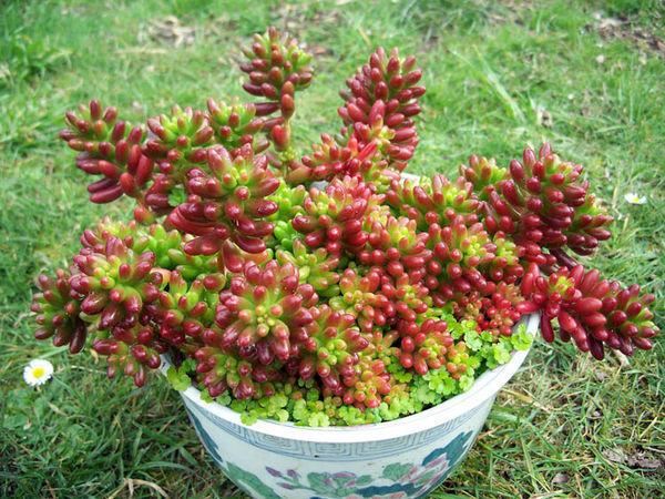 这多肉很神奇会变色，看着不起眼却值得入手，名叫虹之玉