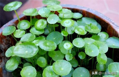 用淘米水养花到底有什么好处？有什么用处，不会把花养死吗